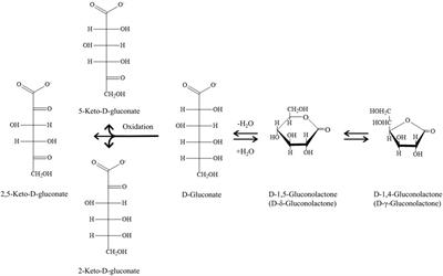 Production of Gluconic Acid and Its Derivatives by Microbial Fermentation: Process Improvement Based on Integrated Routes